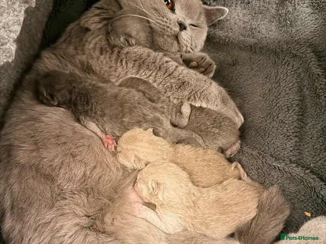 British Shorthair cats Beautiful British Shorthair Kittens - Advert 5
