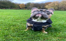 French Bulldog dogs for stud: Blue/Tan/White Frenchie Stud - KC & Fluffy Carrier in Edinburgh - Image 6