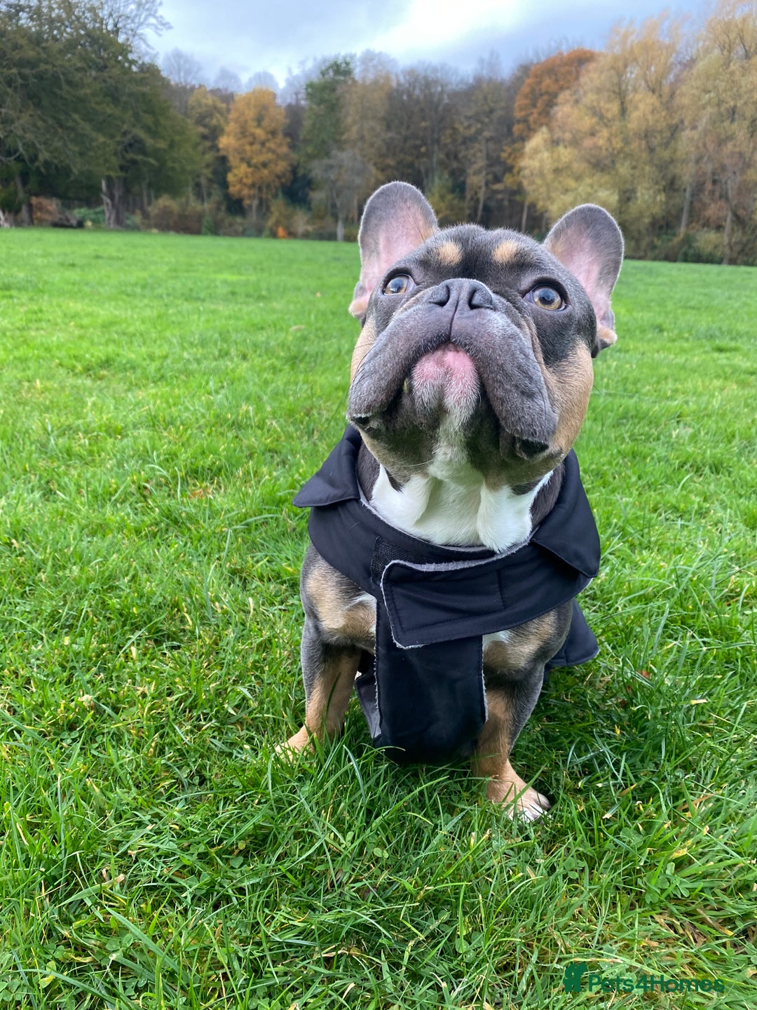 French Bulldog dogs for stud: Blue/Tan/White Frenchie Stud - KC & Fluffy Carrier in Edinburgh - Image 6