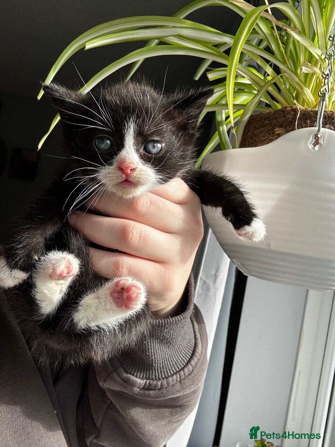Mixed Breed cats for sale: Beautiful cross mixed breed bengal/tabby kittens  - Image 4
