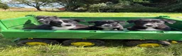 Border Collie dogs for sale: 4 Beautiful Border Collie Pups  in Lancaster - Advert 5