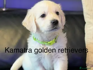 Golden Retriever dogs KC WHITE RETRIEVERS FULLY HEALTH TESTED - Advert 2