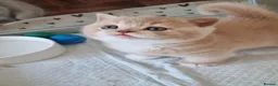 British Shorthair cats for sale: Cream British Shorthair bi colour boy. in Newport - Advert 2