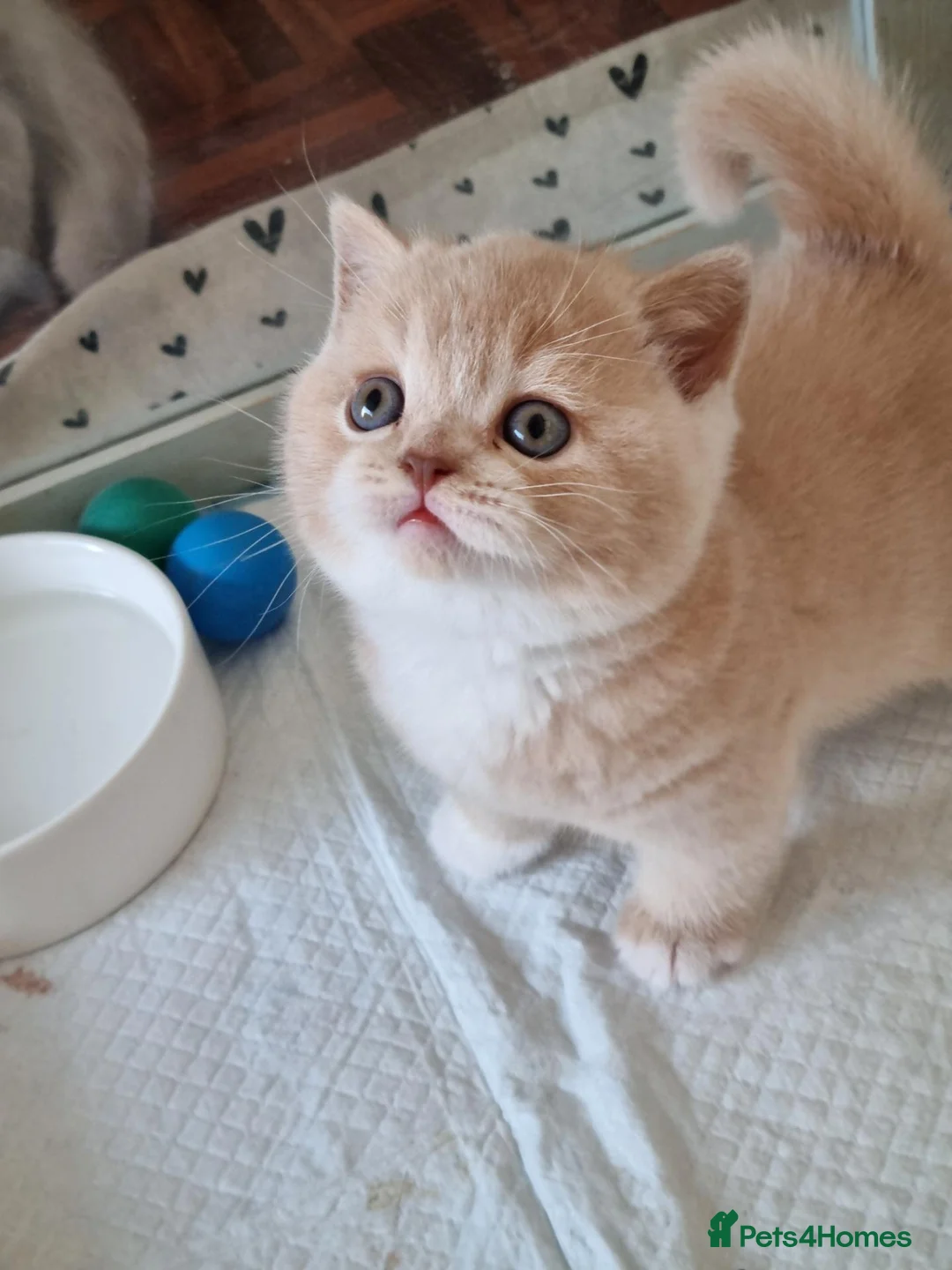 British Shorthair cats for sale: Cream British Shorthair bi colour boy. in Newport - Advert 2
