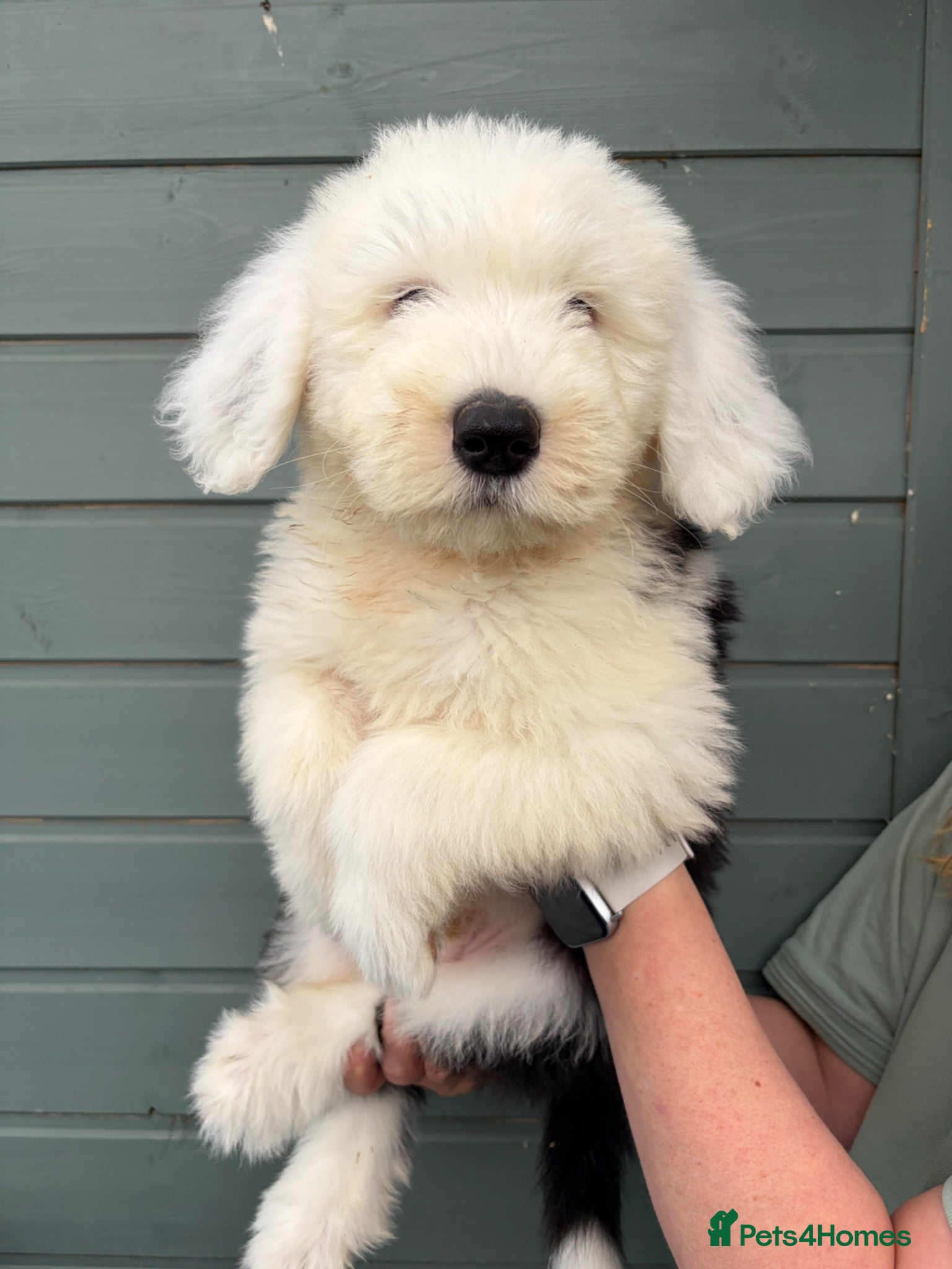 Old English Sheepdog dogs Kc Registered Old English Sheepdogs  - Advert 1