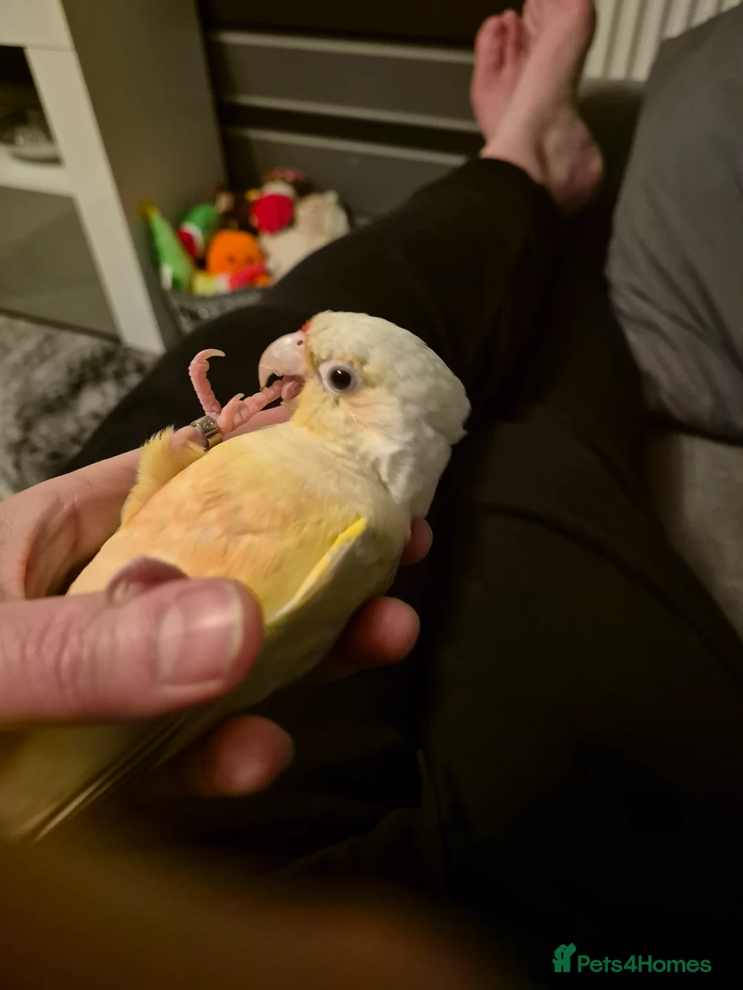 Conures birds for sale: Beauriful Pair of conures - Advert 7