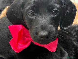 Mixed Breed dogs 1 Girl and 3 Boys labradoodles left - Advert 4