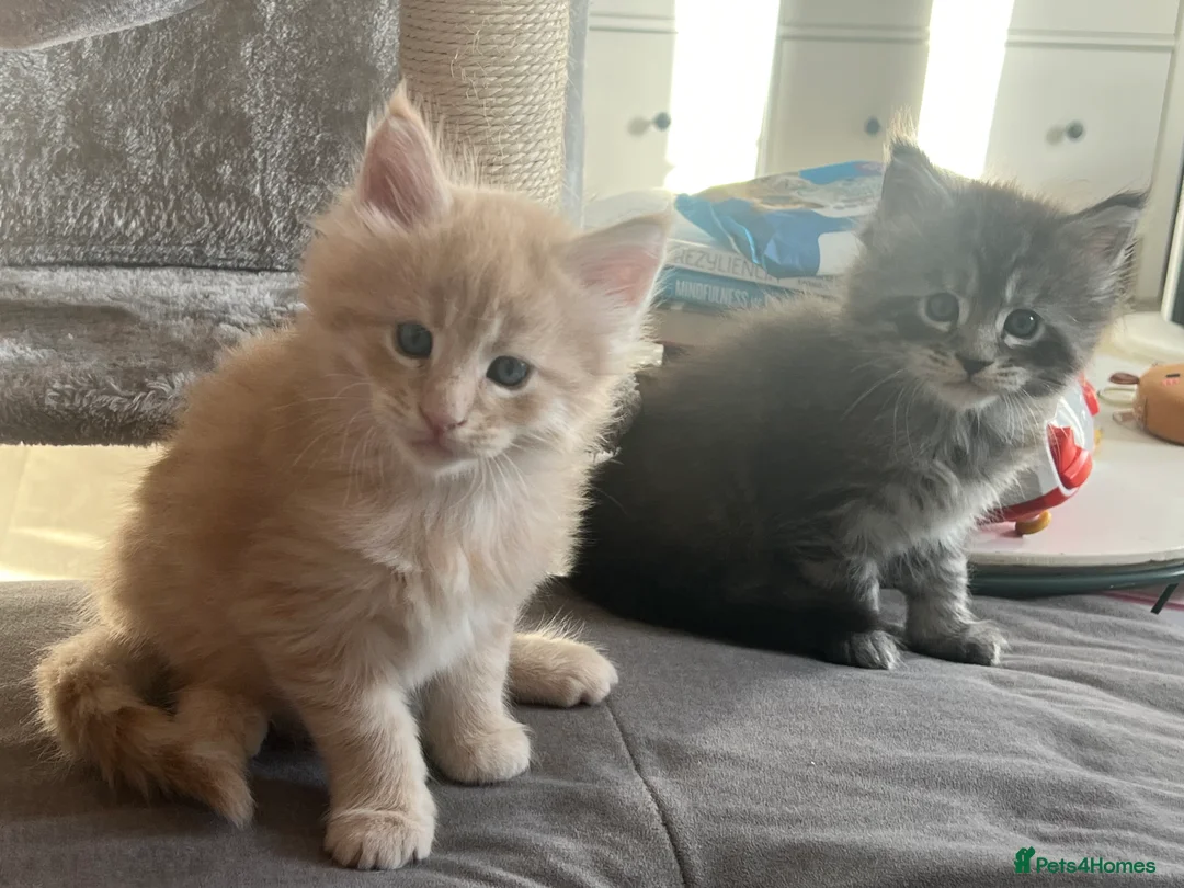 Maine Coon cats for sale: Register Maine Coon Kittens  - Advert 19