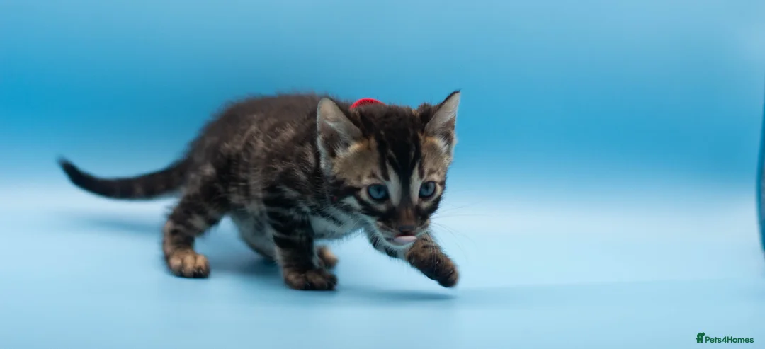 Bengal cats for sale: TICA Registered Bengal Kittens – Truly Magnificent - Advert 18