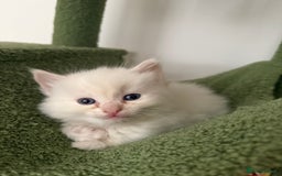 Ragdoll cats for sale: 8 ragdoll kittens, flame point, seal & blue point - Image 7