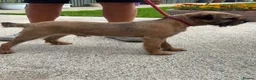 Border Terrier dogs for sale: Border terriers  in Bucknell - Advert 5