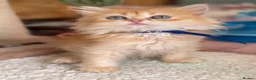 British Longhair cats for sale: British short/longhair odd/blue eyed kittens  - Advert 19