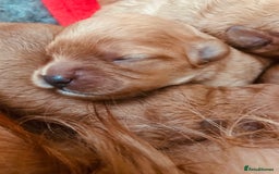 Cavapoo dogs for sale:  Cavapoo F1 Red Boys , Visits start this weekend  - Image 10