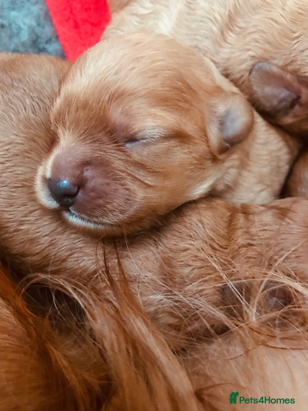 Cavapoo dogs for sale:  Cavapoo F1 Red Boys , Visits start this weekend  - Image 10