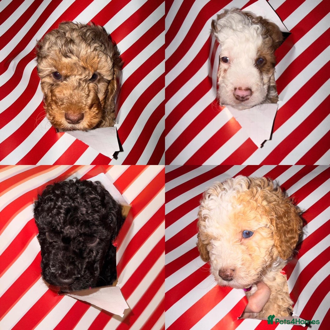 Cavapoo dogs for sale: 2 Male 2 Female unique colours Cavapoo’s - Advert 10