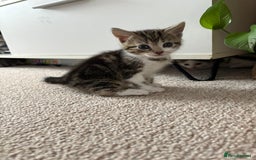 Mixed Breed cats for sale: 5 ADORABLE KITTENS 🐈1M/4F Ready For Reservation😺 - Image 5