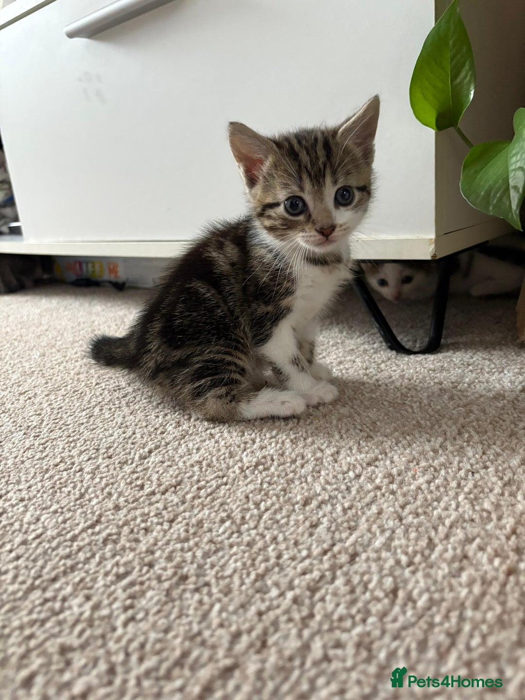 Mixed Breed cats for sale: 5 ADORABLE KITTENS 🐈1M/4F Ready For Reservation😺 - Image 5