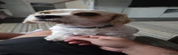 Mixed Breed dogs for sale: Toby. in Wolverhampton - Advert 6