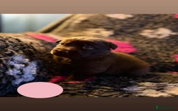 Borador dogs for sale: Gorgeous litter of chocolate Labrador cross pups  - Image 11