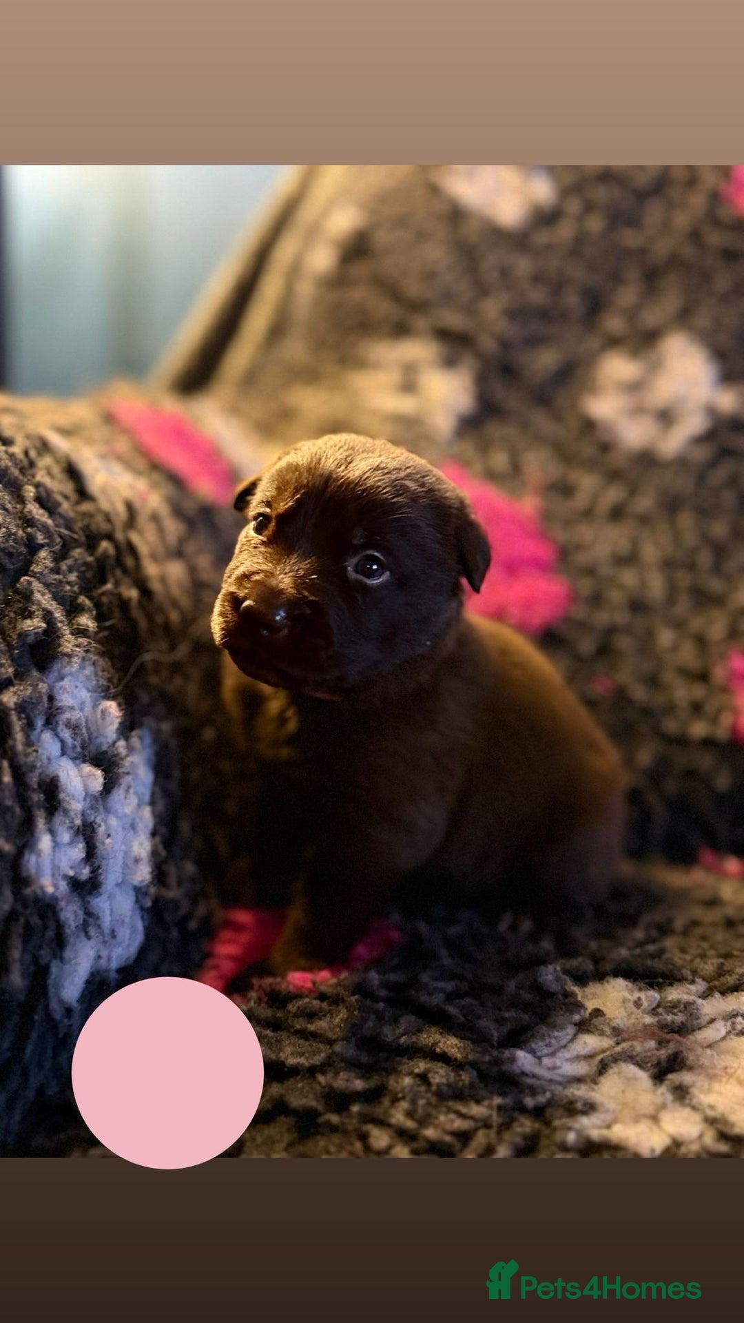 Borador dogs for sale: Gorgeous litter of chocolate Labrador cross pups  - Image 11