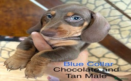 Miniature Dachshund dogs for sale: ✨READY TO LEAVE✨Miniature Dachshund Pups💕  - Image 1