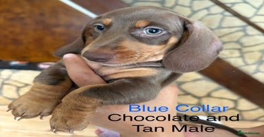 Miniature Dachshund dogs - Advert 14