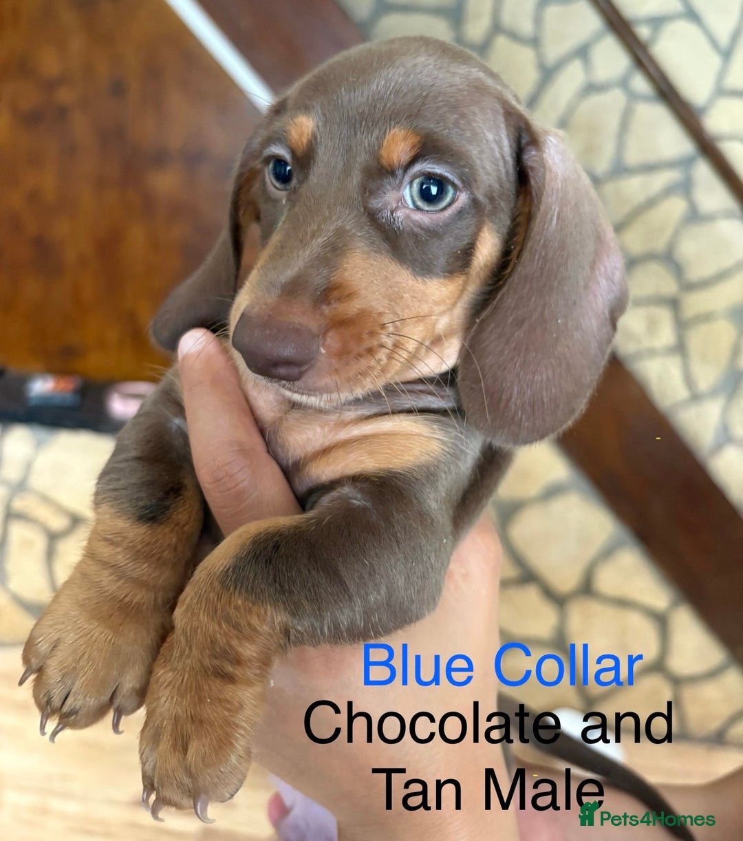 Miniature Dachshund dogs for sale: ✨READY TO LEAVE✨Miniature Dachshund Pups💕  - Image 1