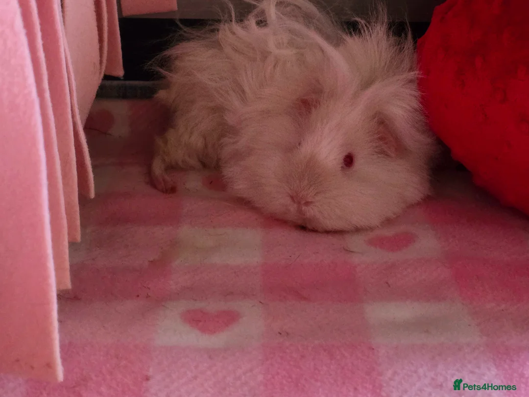 Guinea Pig rodents for sale: Retired Lunkarya Sow Needs Family Home - Advert 4