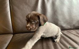 German Wirehaired Pointer dogs for sale: Pedigree GWP pups from strong working lines - Image 11