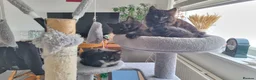 Turkish Angora cats for sale: Adorable Kittens Looking for Loving Homes - Advert 4