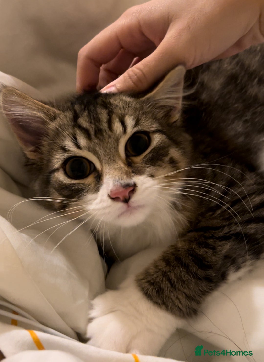 British Longhair cats for sale: Playful and Cuddly Kitten Ready to go❤️ - Advert 7