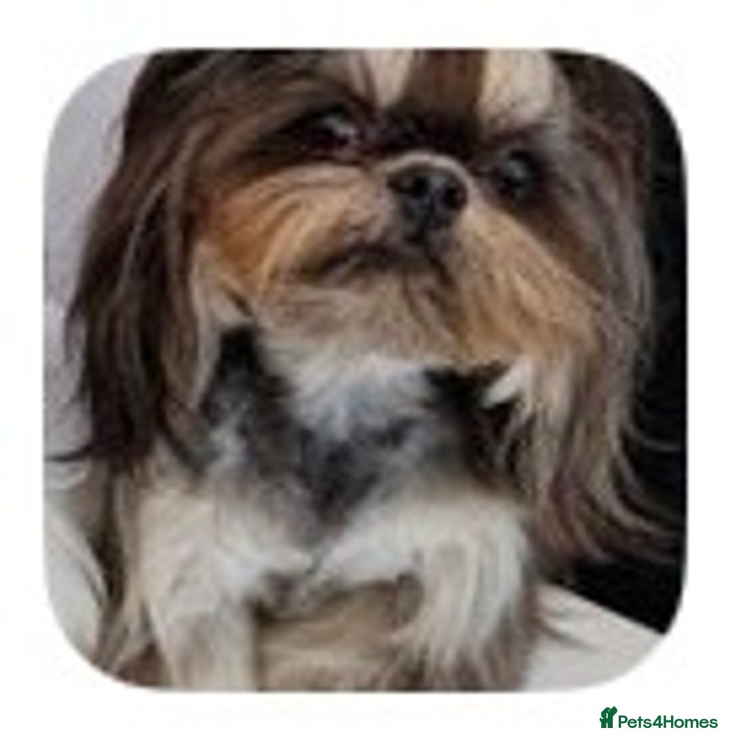 Shih Tzu dogs for sale: Tri-Colour KC Imperial Shih Tzu Puppies - Advert 5