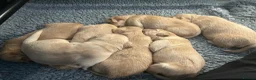 Golden Retriever dogs for sale: Stunning KC reg Golden Retriever babies - Advert 8