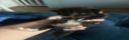 British Longhair cats for sale: Long haired kittens  - Advert 11