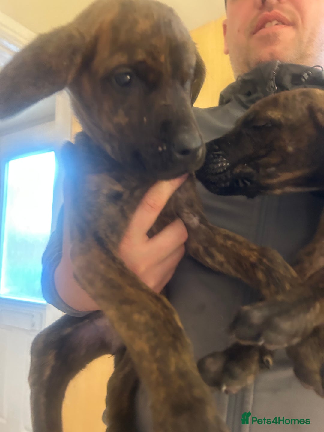 Mixed Breed dogs for sale: Cane corso x doberman - Image 5