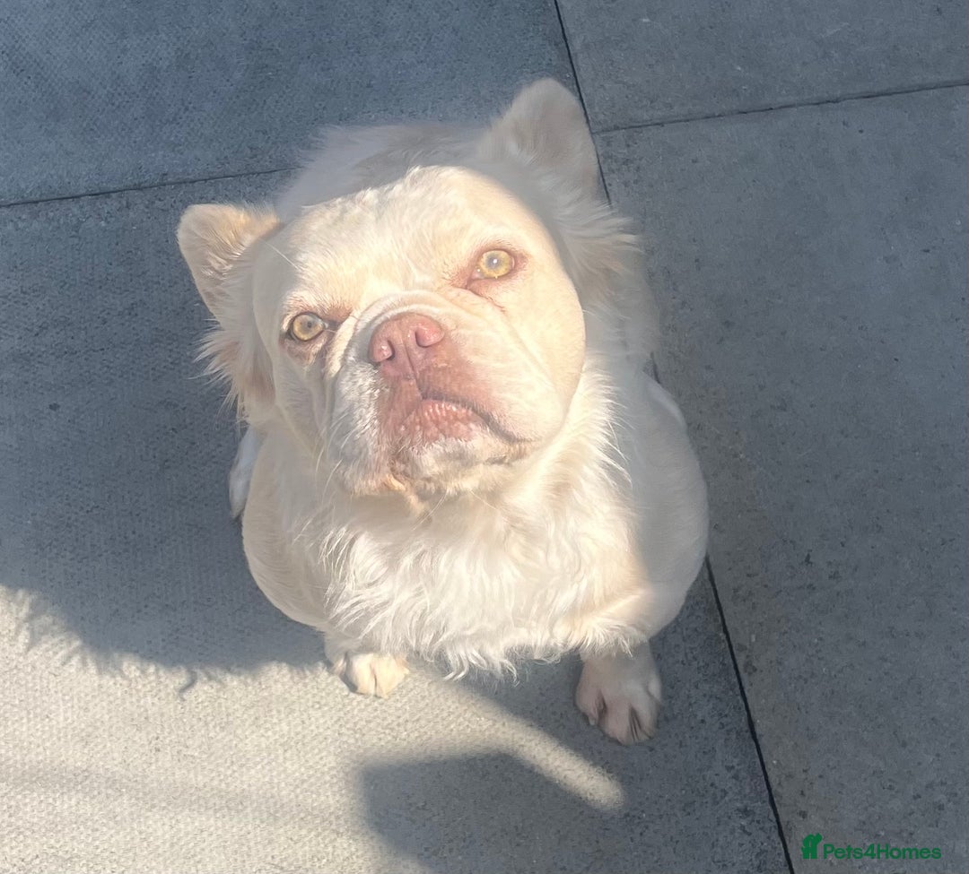 French Bulldog dogs for sale: Gorgeous fluffy Frenchie female  - Image 21