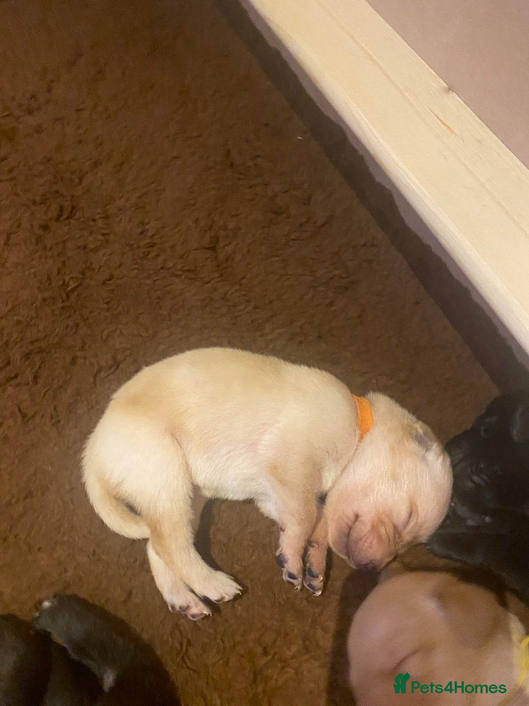 Labrador Retriever dogs for sale: KC registered Labrador puppies - Advert 10