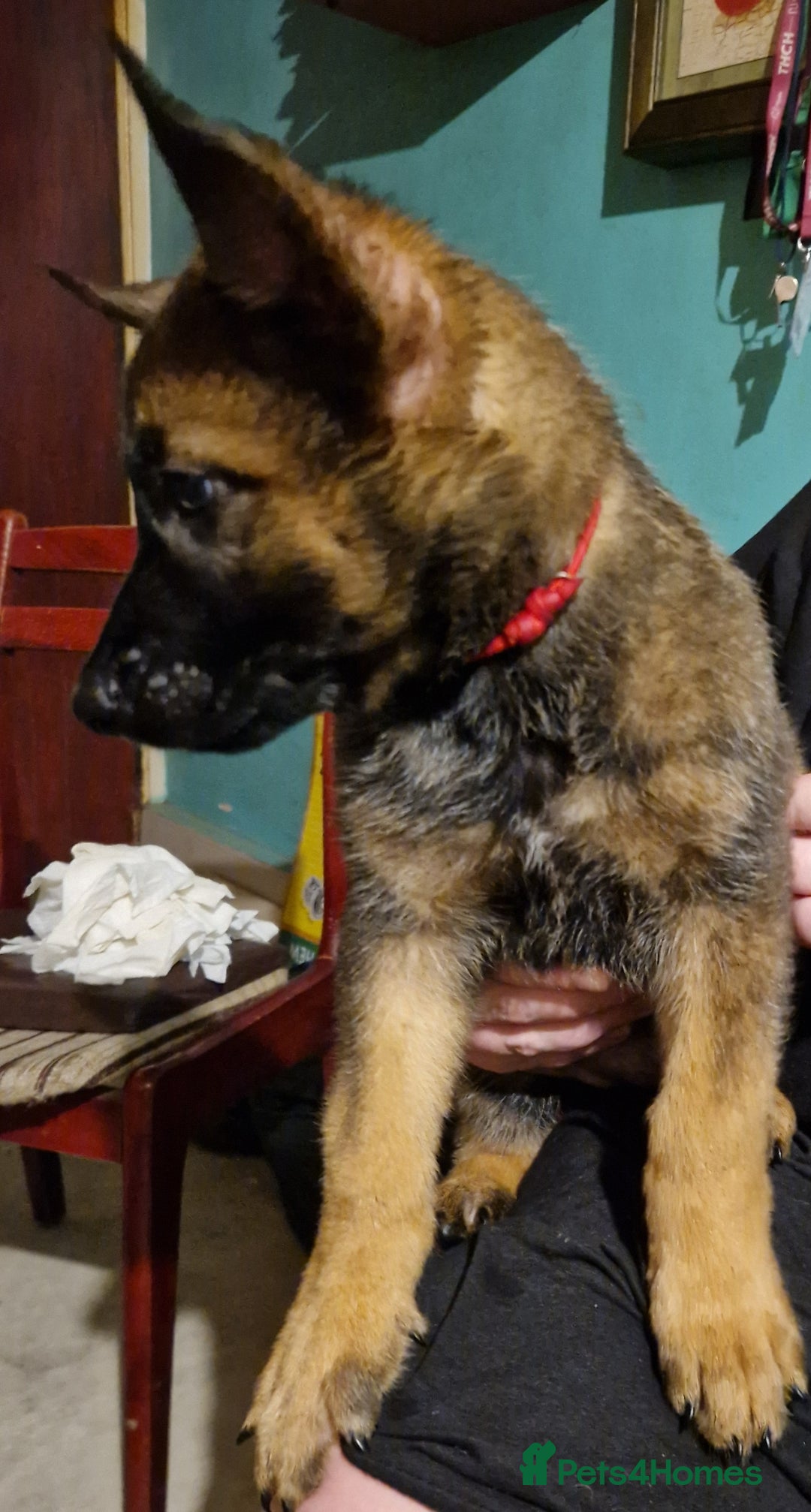 Belgian Shepherd Dog dogs for sale: Belgium Malinois Cross  - Image 10