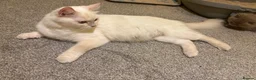 Ragdoll cats for sale: ACTIVE FAWN POINT GIRL AVAILABLE  in Norwich - Advert 4