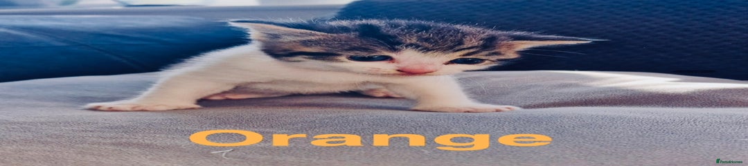 Mixed Breed Kitten 3