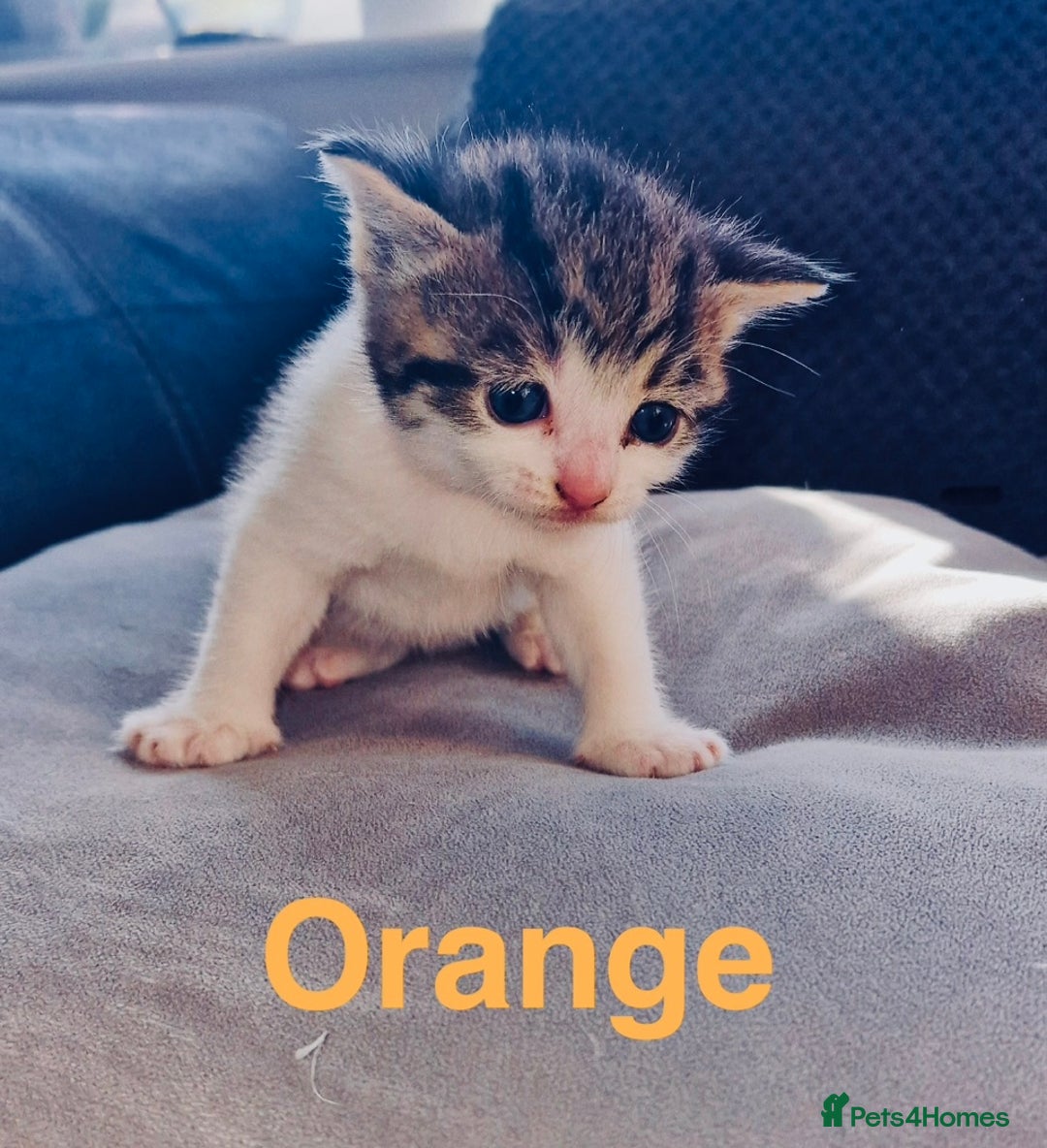 Mixed Breed cats for sale: Kittens for sale  - Image 3