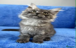 Maine Coon cats for sale: Kittens Maine Coon registered with Gccf  - Image 25