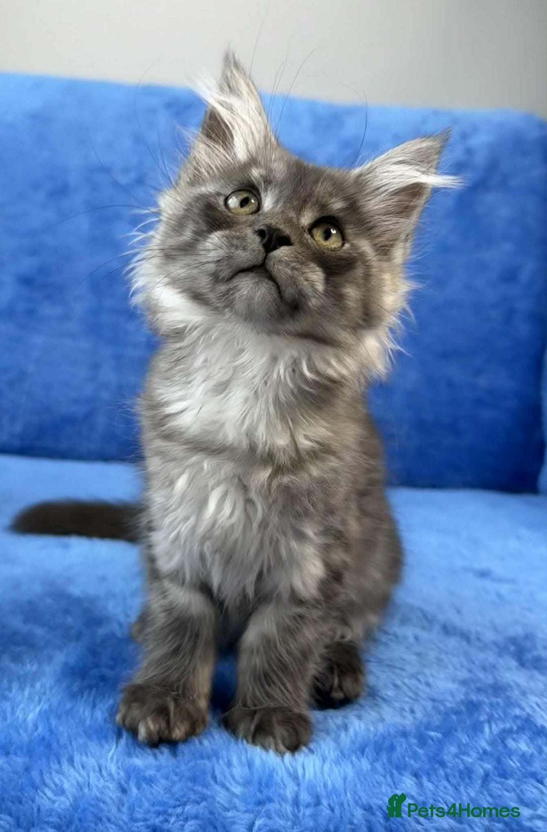 Maine Coon cats for sale: Kittens Maine Coon registered with Gccf  - Image 25