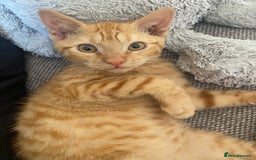 Mixed Breed cats for sale: Beautiful ginger boy kitten - Image 11