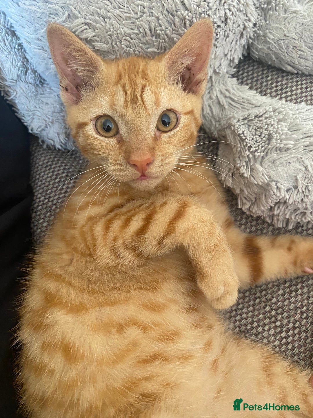 Mixed Breed cats for sale: Beautiful ginger boy kitten - Image 11