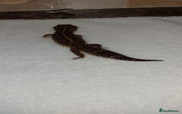 Leopard Gecko reptiles for sale: Three stunning leopard geckos for sale in Hinckley - Image 7