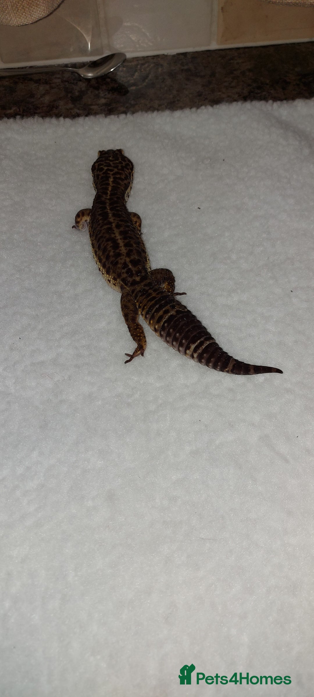Leopard Gecko reptiles for sale: Three stunning leopard geckos for sale in Hinckley - Image 7