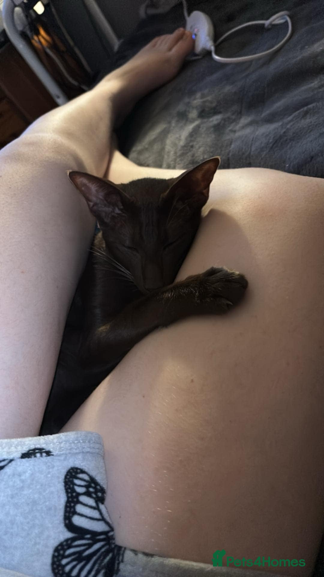 Oriental cats for sale: GCCF Oriental Shorthair Neutered Female For Sale - Image 13