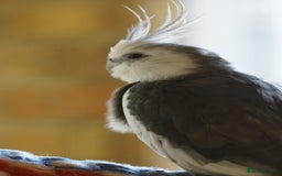 Cockatiels birds for sale: Young Cockatiels - Image 25