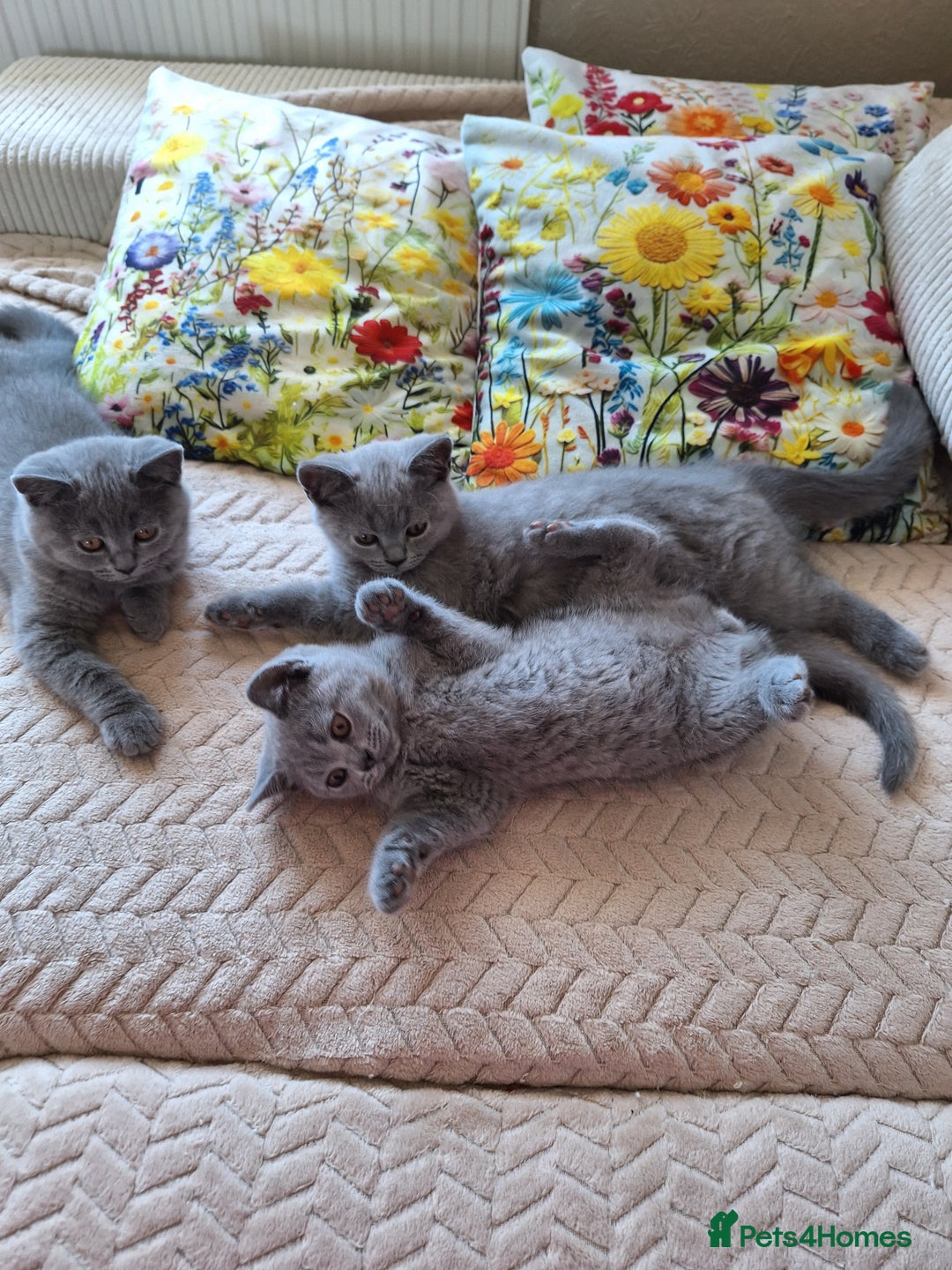Scottish Fold cats for sale: Discount! Half price! Pure breed Scottish Fold  - Image 17